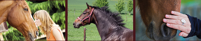 Pegasus Pferdebestattung